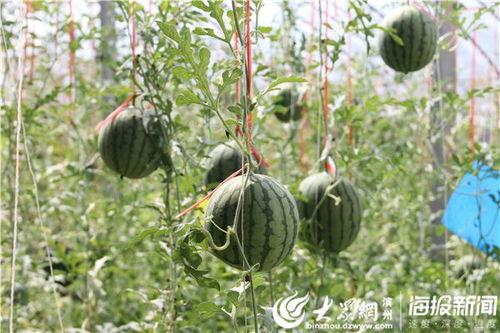 五一吃瓜网免费吃瓜,免费瓜果盛宴等你来尝! 第3张 五一吃瓜网免费吃瓜,免费瓜果盛宴等你来尝! 第3张