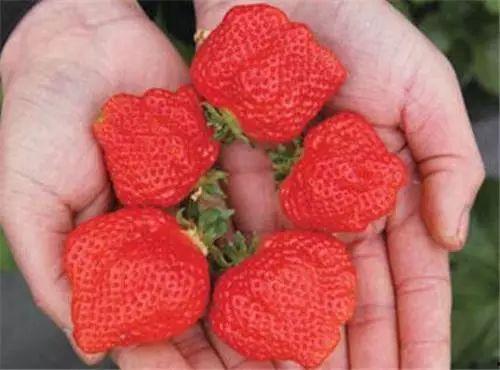 草莓热点爆料怎么做的视频,轻松上手,打造吸睛短视频 第2张 草莓热点爆料怎么做的视频,轻松上手,打造吸睛短视频 第2张